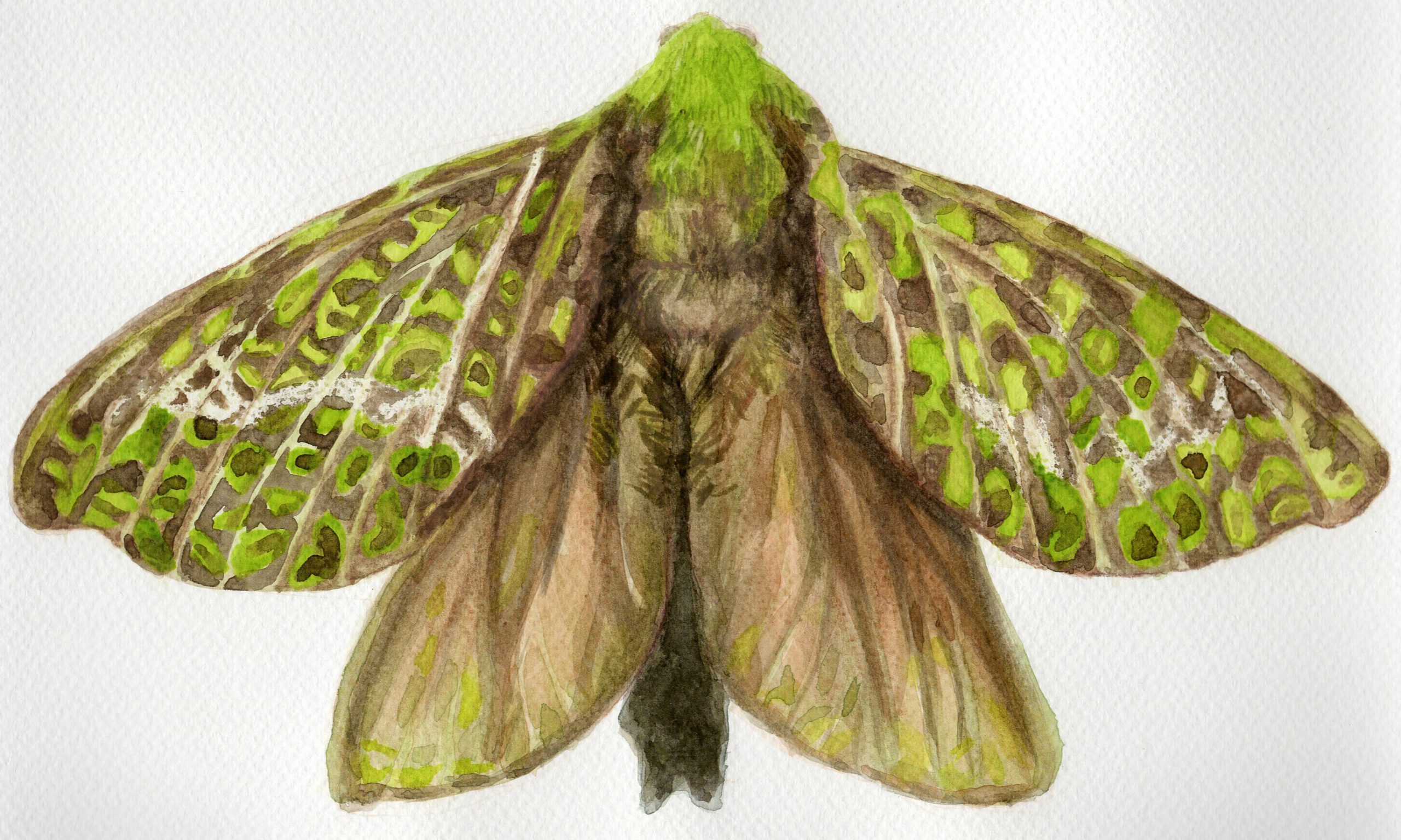 L Ashdenden, Puriri Moth