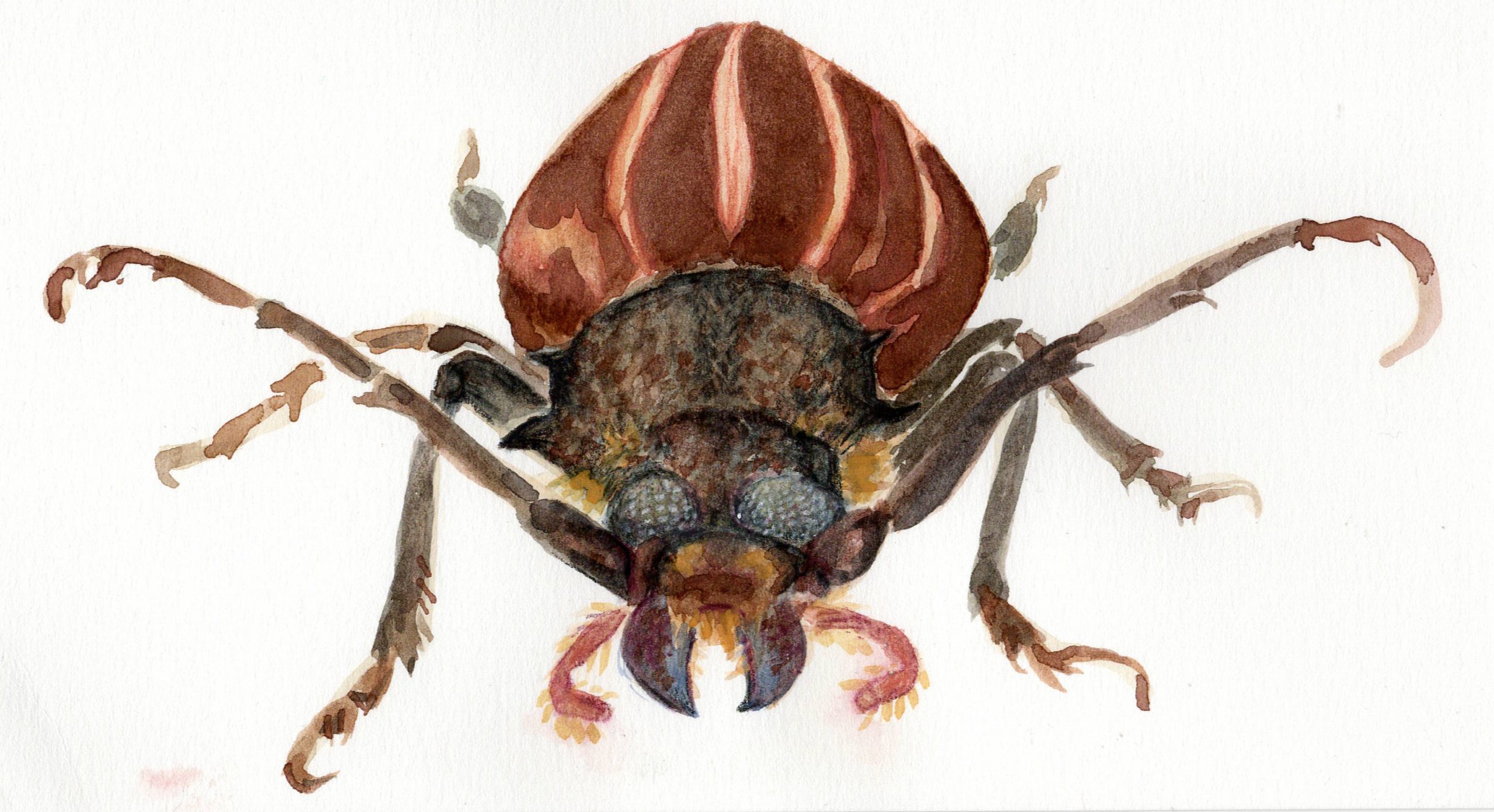 Liana Ashenden, Huhu Beetle